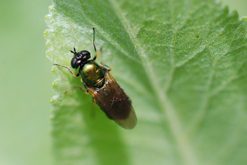 Chloromyia formosa